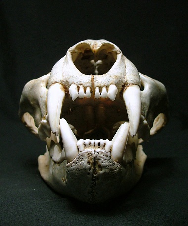 Cougar Skull frontal View with large canine teeth on black... with copy space.