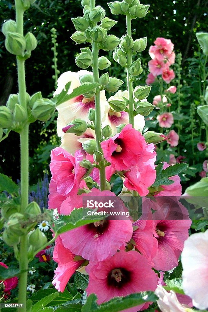 Hollyhock Garden Pink and White Hollyhock Garden flowers - Close-up Hollyhock Stock Photo