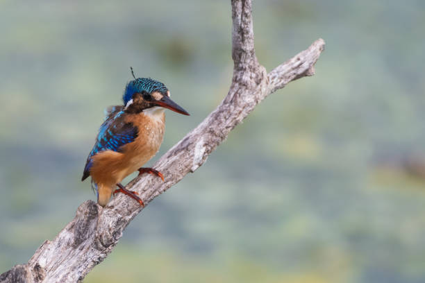 istock The malachite kingfisher (Corythornis cristatus) 1209237494