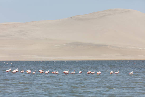 istock Flamingos  in Paracas, Peru 1209237530
