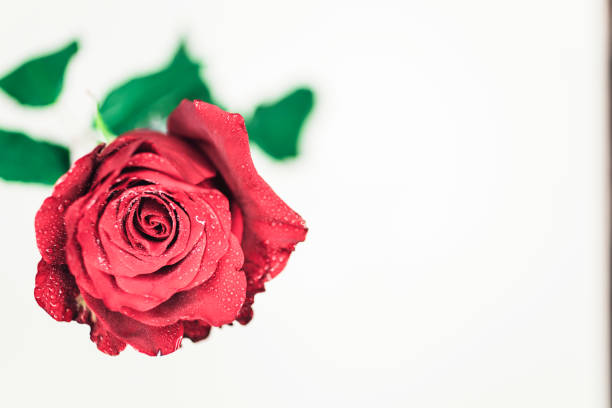 istock Beautiful fresh red rose, white background 1209238636