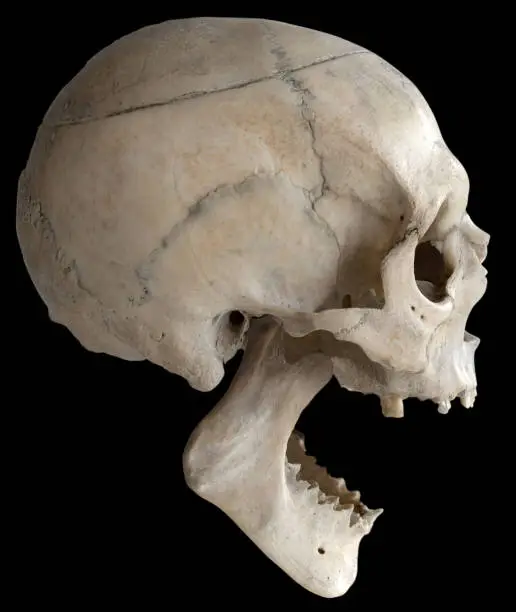 Photo of A human skull with a wide-open jaw, isolated on a black background in close-up.