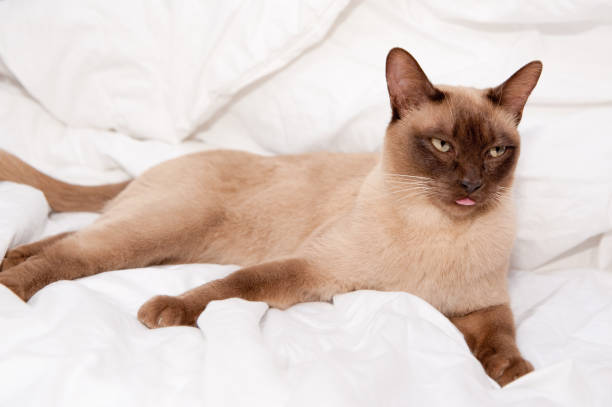 istock cute Siamese cat on a cozy bed 1209239999