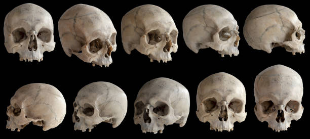 istock A human skull without a jaw. Isolated on black background. 1209240191