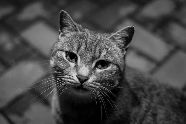 istock Cat black& white photography 1209241617