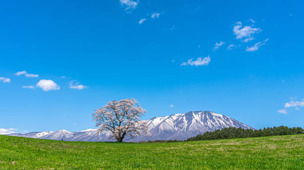fiori di ciliegio solitari nella mattina di sole primaverile e cielo blu chiaro. - clear sky panoramic grass scenics foto e immagini stock