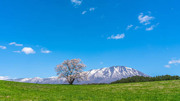 istock Lonesome Cherry Blossom in springtime sunny day morning and clear blue sky. 1209244264