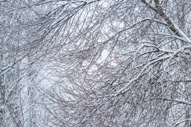 istock Fairytale fluffy snow-covered trees branches, nature scenery with white snow and cold weather. Snowfall in winter park 1209244979