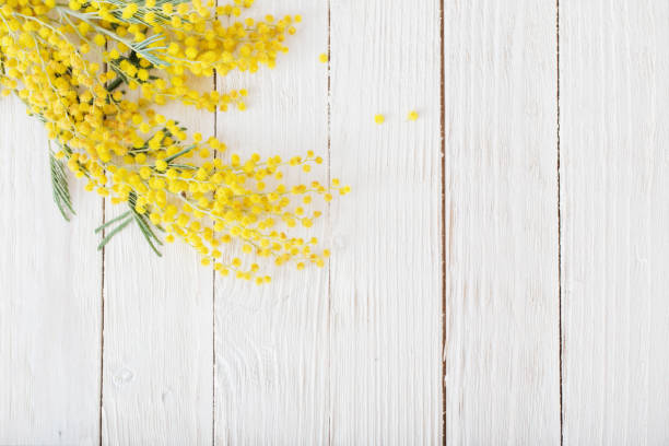 istock mimosa on white wooden background 1209245372