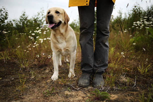istock Big dog near anonymous master among green plants 1209246576