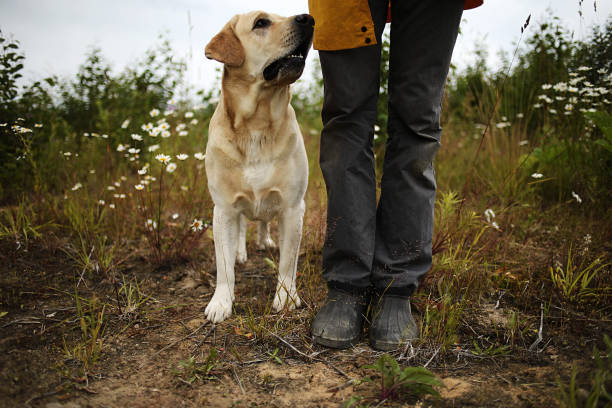 istock Big dog near anonymous master among green plants 1209246587
