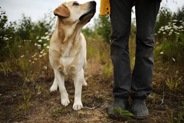 istock Big dog near anonymous master among green plants 1209246623
