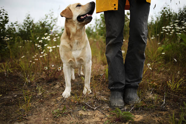 istock Big dog near anonymous master among green plants 1209246653