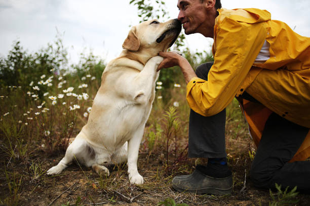istock Big dog near anonymous master among green plants 1209246655