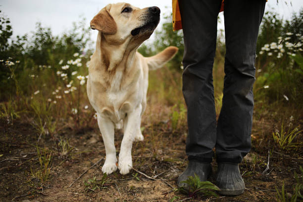 istock Big dog near anonymous master among green plants 1209246658