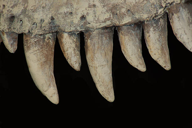 Fierce Dinosaur Teeth Tyranosaurus Teeth fossil stock pictures, royalty-free photos & images