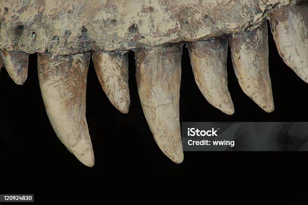 Fierce Dinosaur Teeth Stock Photo - Download Image Now - Dinosaur, Fossil, Drumheller Valley