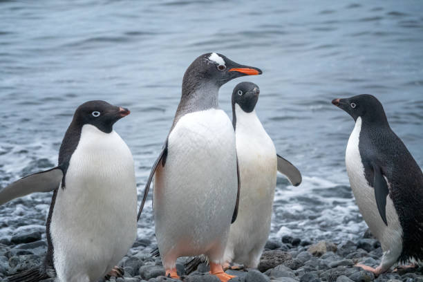 istock Penguins on the Antarctic Peninsula 1209249279