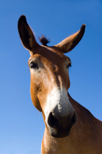Wild Paint Horse - senior animal