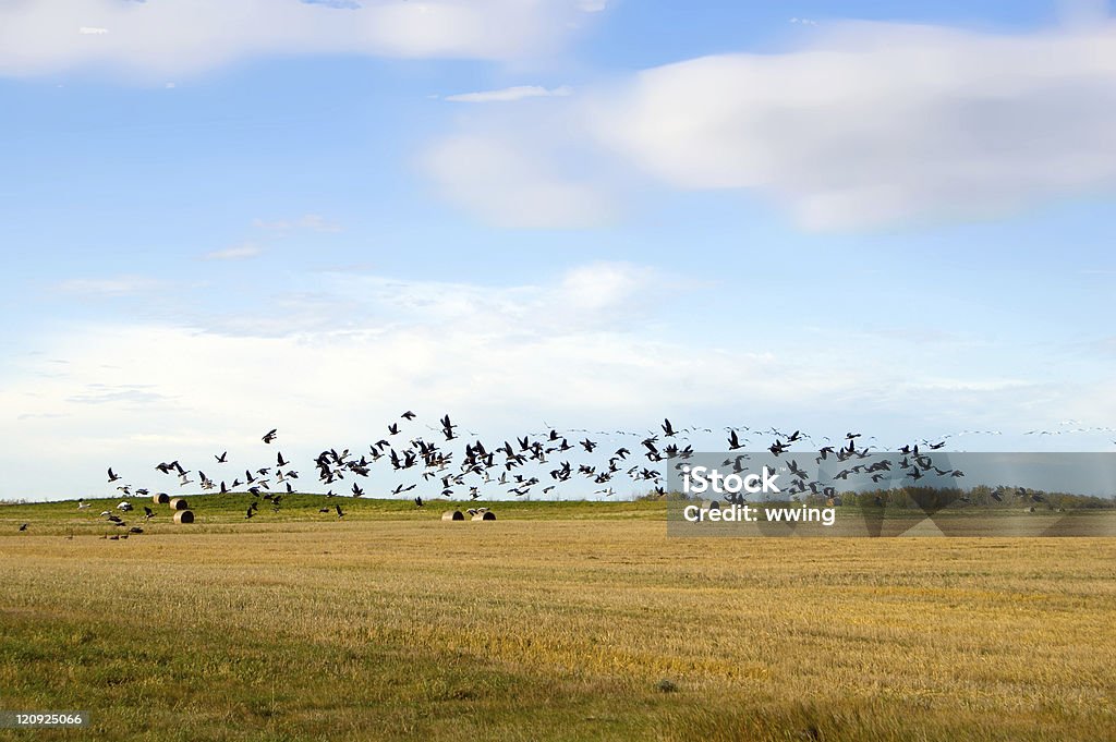 Outono migradoras gansos e campo de Trigo - Royalty-free Agricultura Foto de stock