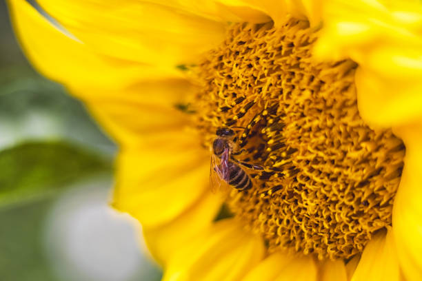 istock Flower sunflower with pollinating bee 1209250998