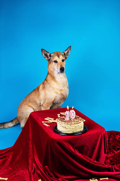 istock Obedient dog near birthday cake 1209251247