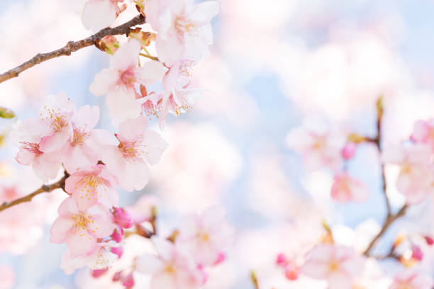 istock Beautiful Kawazu cherry blossoms in full bloom 1209251331