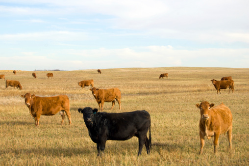 A black angus cow integrated in a field of other cows. In late fall.