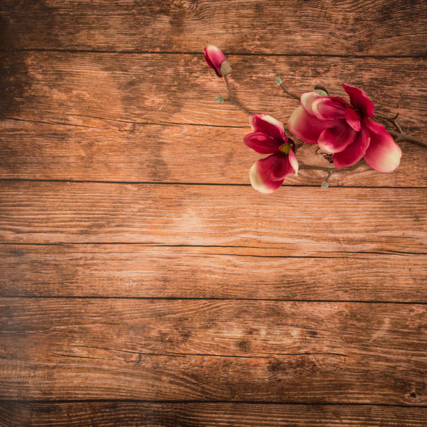 Beautiful spring petal on the wooden background stock photo