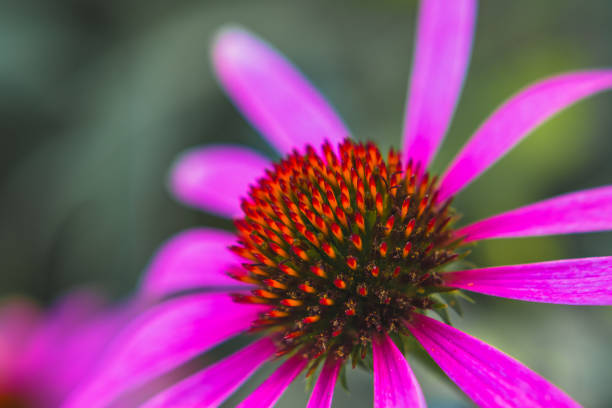 istock blooming Echinacea purpurea flower 1209251997