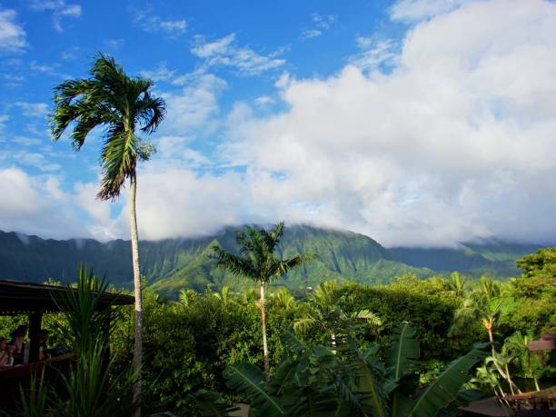 istock Scenic View Of Palm Trees Against Sky 1209252397