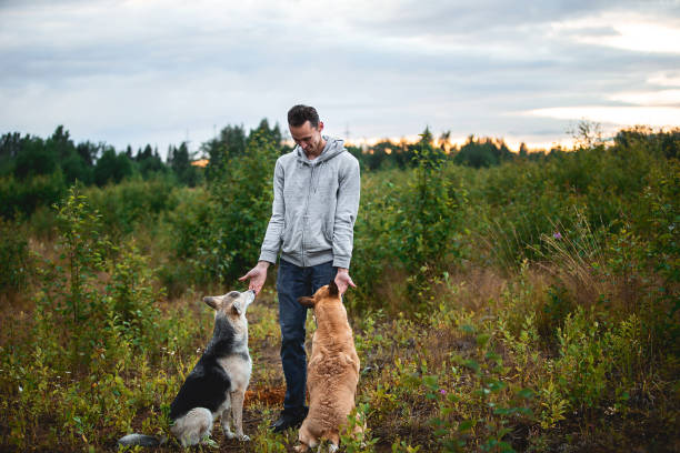 istock Happy man training dogs in nature at field 1209252732