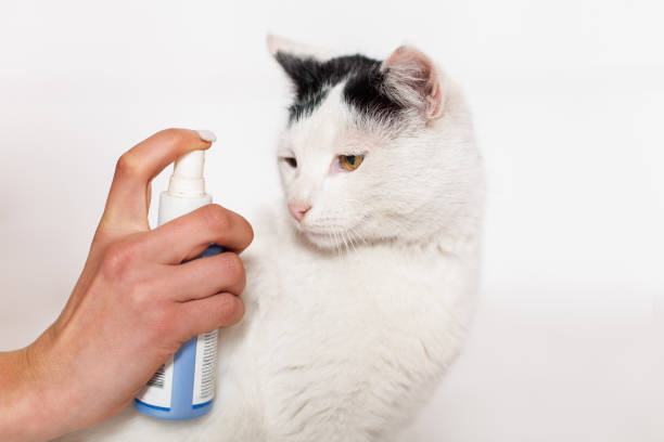 istock Pet care, flea and tick spray treatment. 1209252751