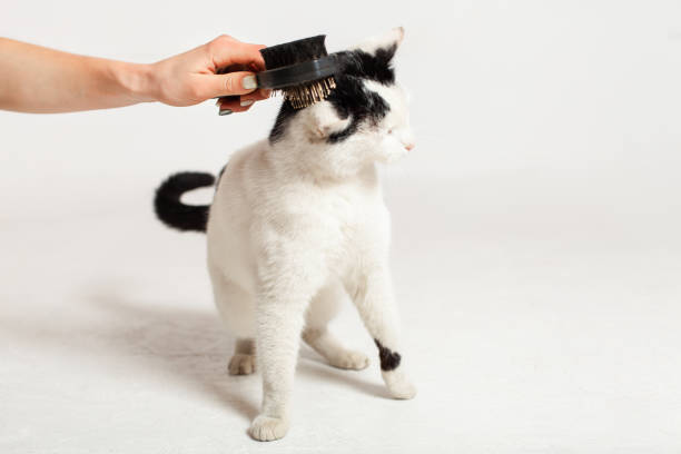 istock Combing, scratching a black and white cat on a white background 1209252754