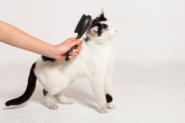 Combing, scratching a black and white cat on a white background