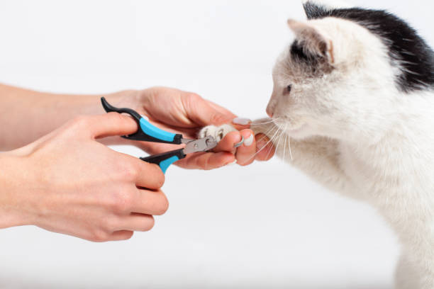 Grooming nails in animals.