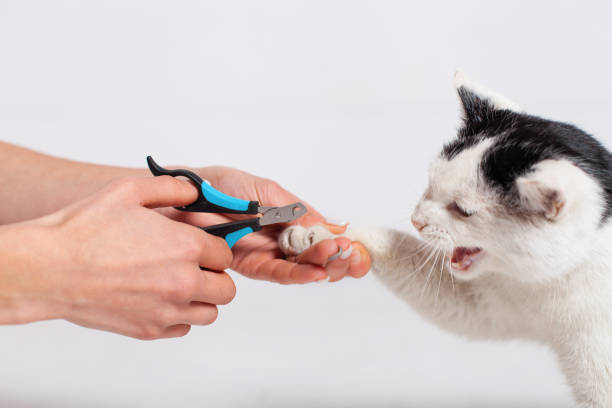 istock Grooming nails in animals. 1209252812