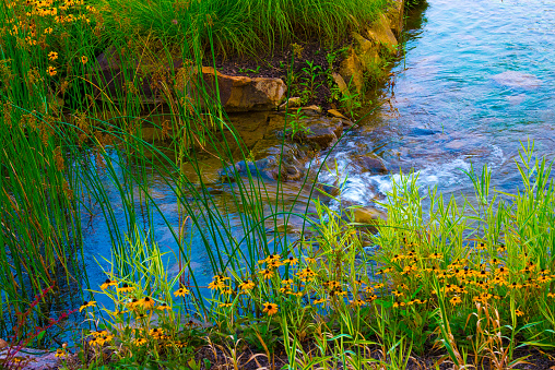 Small brook with wild flowers-Hamilton County Indiana