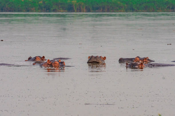 Hippopotamus in mud in Uganda