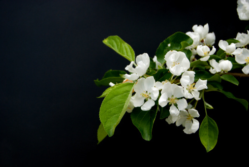 Apple blossoms on a black background with copy space.