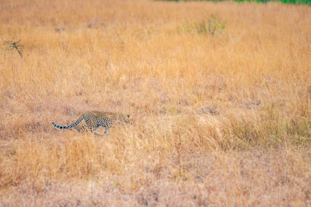 A juvenile Leopard walking in Kalahari savannah