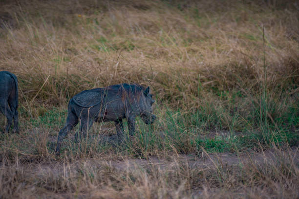 istock Warthogs/ Pumbas in Queen Elizabeth National Park, Uganda 1209254069