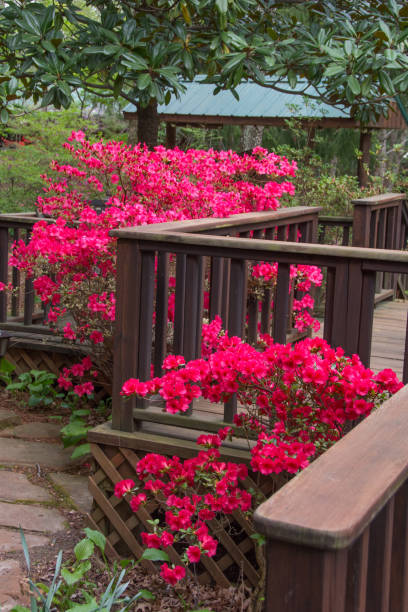 istock Spring FLowers -Azaleas along a fence- Indiana 1209254185