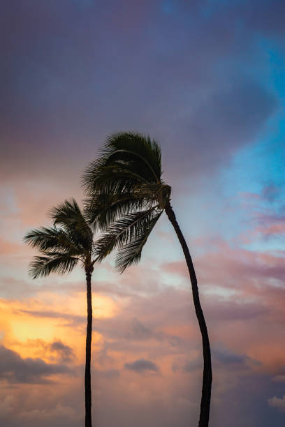 palmeras que soplan en el viento con nubes dramáticas en el fondo hawái - tree wind palm tree hawaii islands fotografías e imágenes de stock