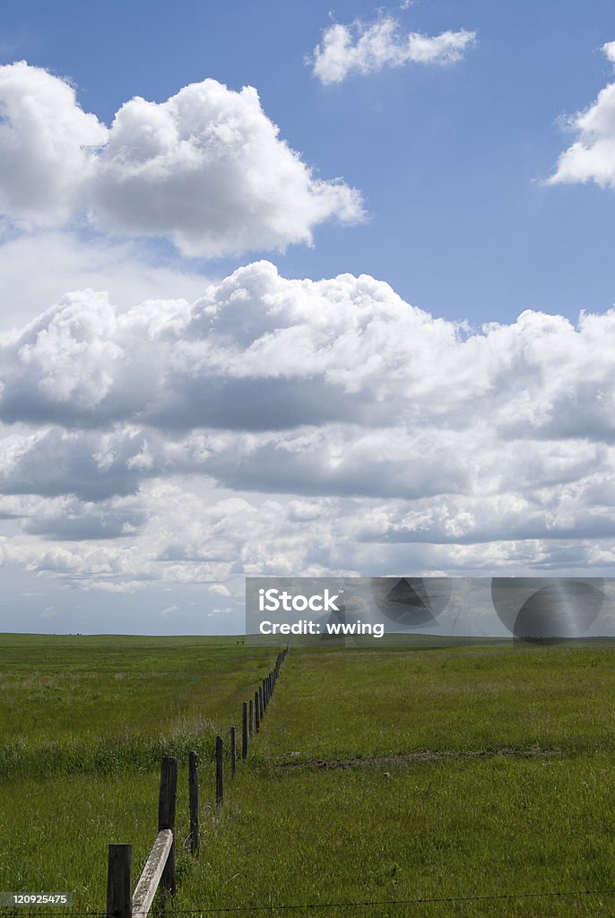 Champ pour l'été et de clôture - Photo de Agriculture libre de droits