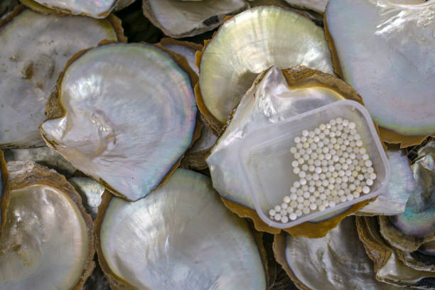 Vietnam is a producer of Akoya cultured pearls. stock photo