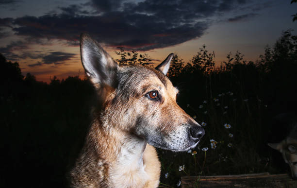 CLOSE-UP PORTRAIT SENIOR DOG WITH A DAISY FLOWER OVER ITS HEAD AGAINST NATURAL GREEN GRASS BACKGROUND.