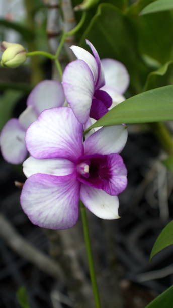 фиолетовая и белая орхидея - 11206 стоковые фото и изображения