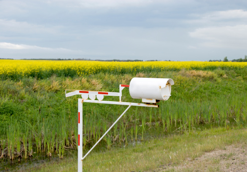 A whiter oadside mailbox on the edge of a canola field. Copy space.
