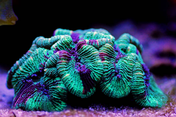 istock Wellsophyllia folded open brain LPS coral 1209258952